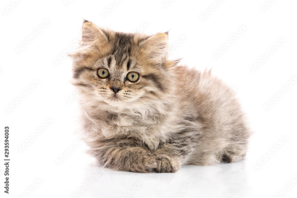 Tabby cat lying and looking on white background,isolated