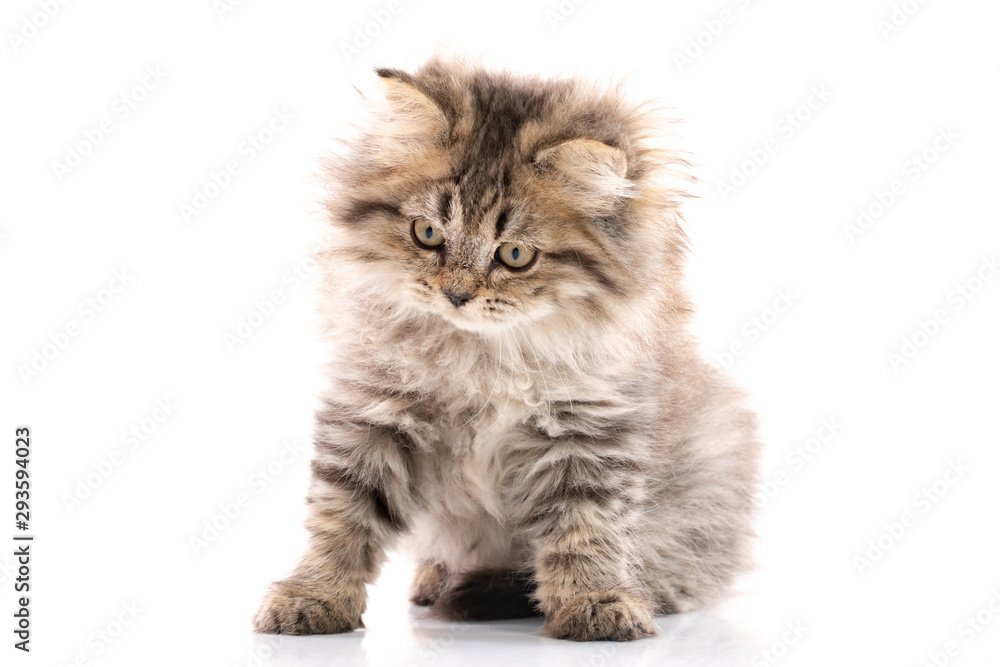 Close up of Brown kitten cat sitting on white background isolated