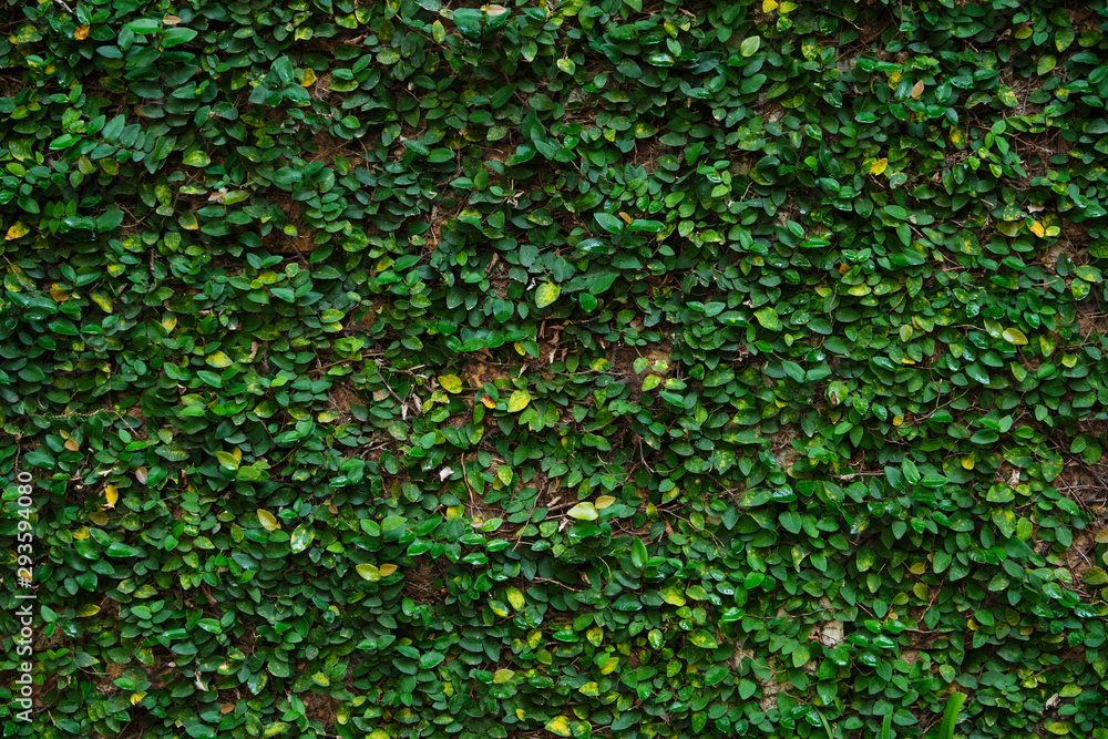 small green leaves on wall for background small green leaves on wall for background