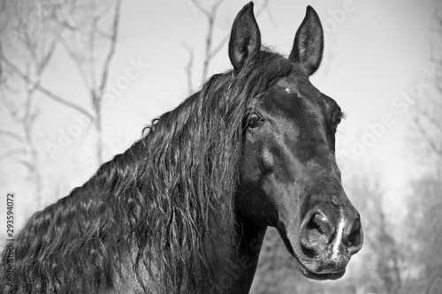 A portrait of a stallion with long mane in black and white