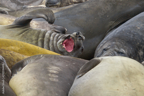 Bull elephant seal Macquarie Island beach, Australia, World Heritage Site