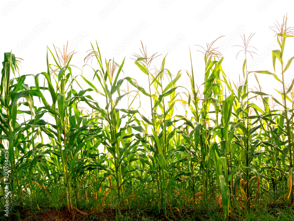 Obraz premium maize field isolated on white background