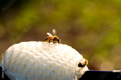 Bee on the nest In the honey industry. photo