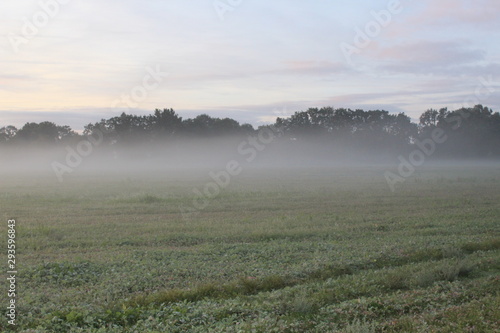 Sunrise in the fog over forest and meadow