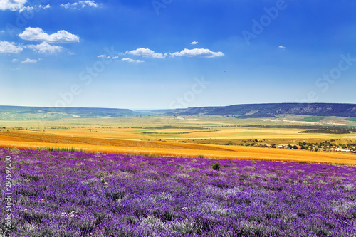 Field of wheat and lavender field in Crimea.