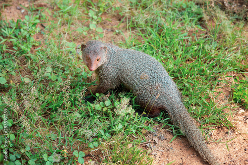 Mongoose in national park Yala, Sri Lanka