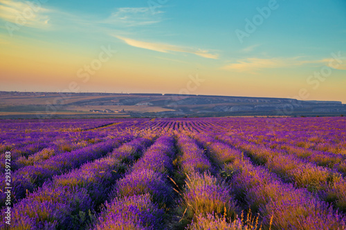 Lavender field at sunset. Great summer landscape.