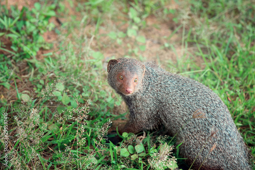 Mongoose in national park Yala, Sri Lanka