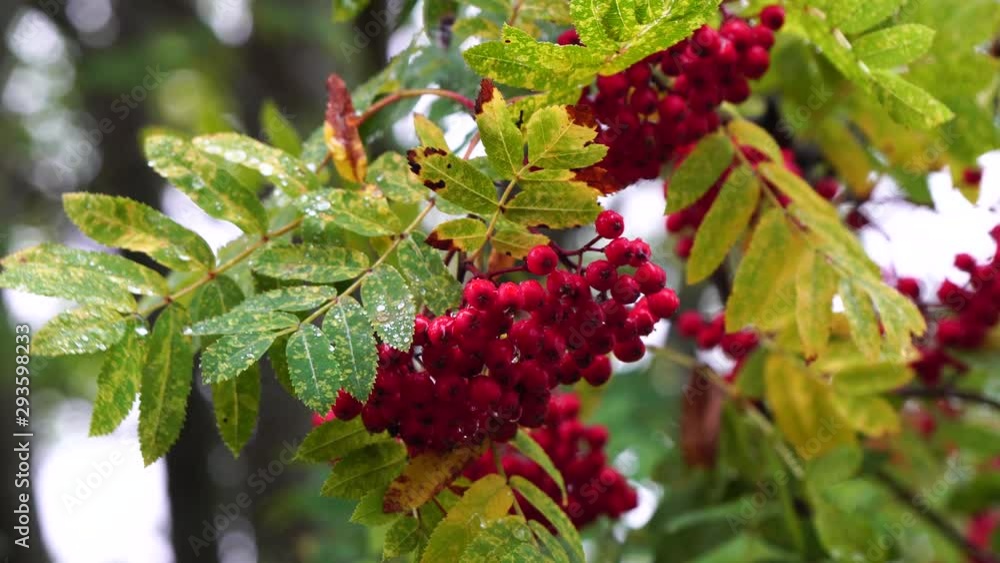 Red rowan berries on rowan tree branches. Red rowan berries on rowan tree branches.