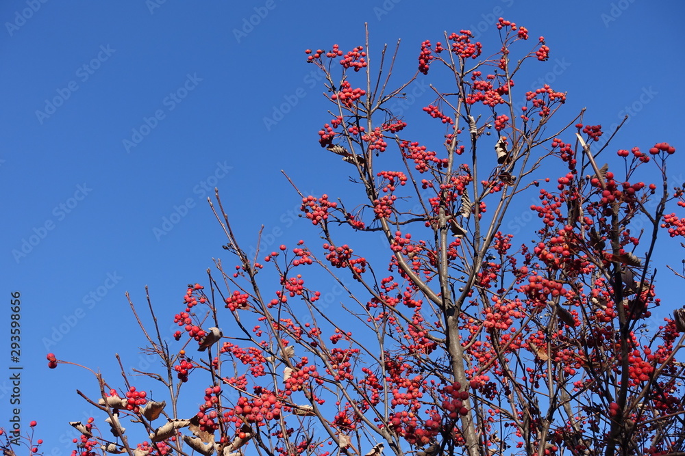 Red berries on bare branches of whitebeam against blue sky in winter Red berries on bare branches of whitebeam against blue sky in winter