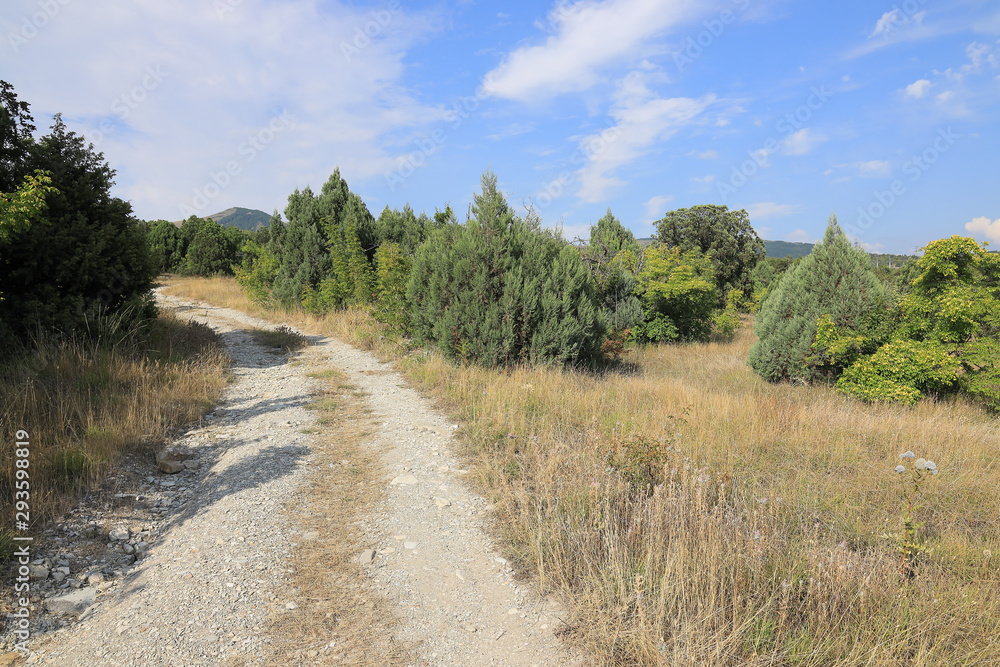 The road through the juniper grove near the village Kabardinka