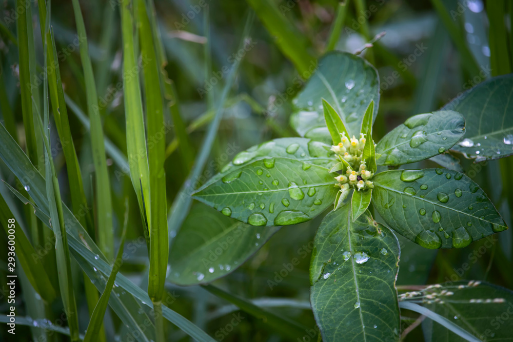 Scenery of leaves with dew after rain and nature images Scenery of leaves with dew after rain and nature images