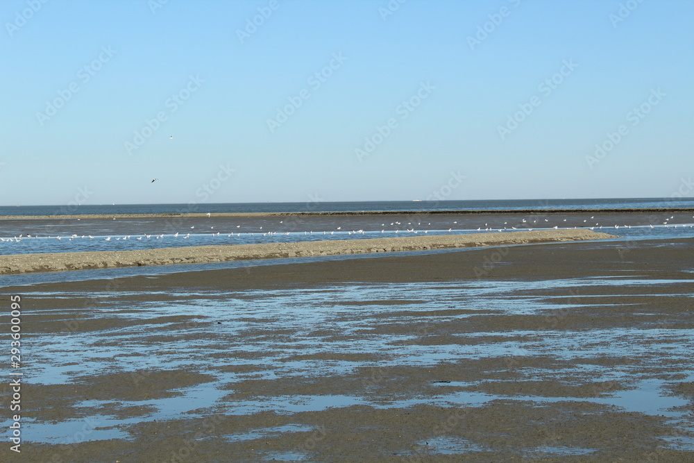 Seagulls live in and from the Wadden Sea in northern Germany - Unesco World Heritage Site