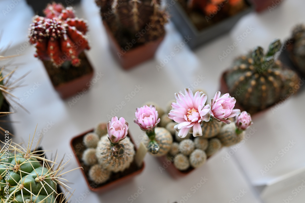 Pink flowers on cactus growing in a pot. Pink flowers on cactus growing in a pot.