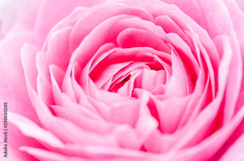 Blurred pink roses with blurred patterned backgrounds Blurred pink roses with blurred patterned backgrounds
