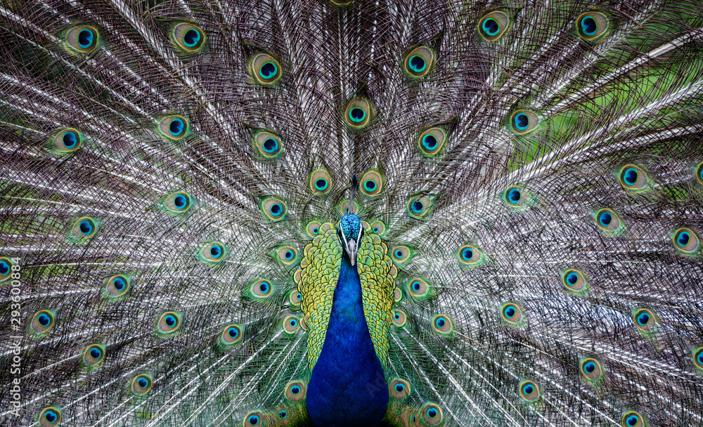 Obraz premium peacock with feathers out