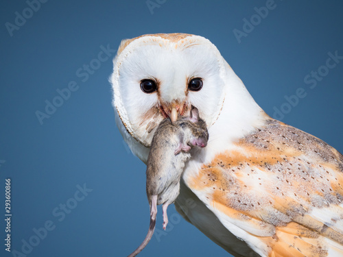 Foto Close up of a barn owl with a mouse