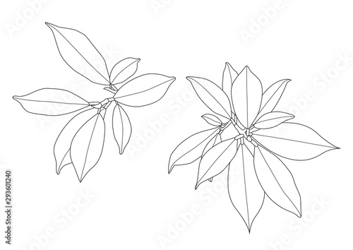 Leaves line single leaf and leaf pattern black Bring to color decorate on white background illustration  vector