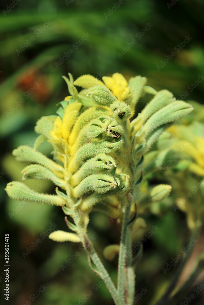 Kangaroo Paw Kangaroo Paw