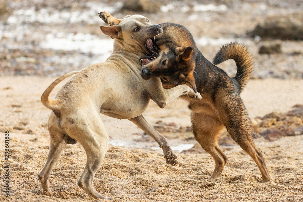 Wild dogs playing and fighting