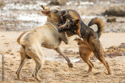 Photography Wild dogs playing and fighting