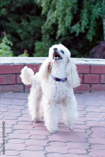 Peach pygmy poodle on a walk in the park.