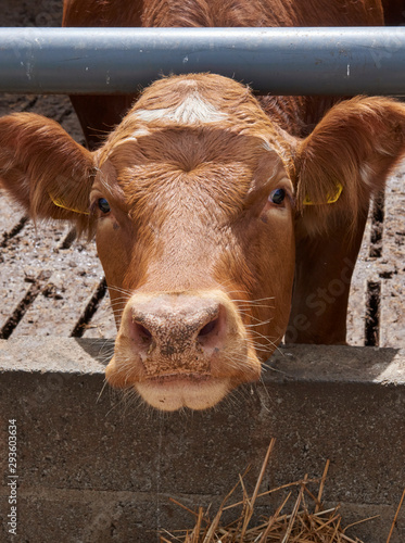 Kilkenny Farmhouse - cow feeding