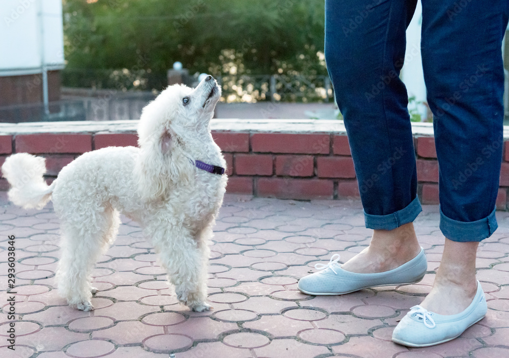 Peach pygmy poodle on a walk in the park. Peach pygmy poodle on a walk in the park.