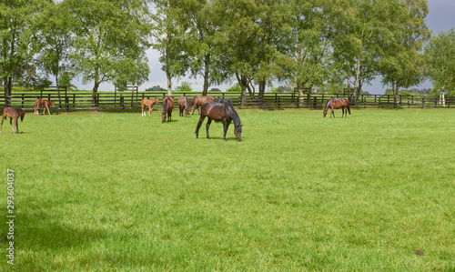 National Stud & Gardens mares/colts in pasture © russellg10