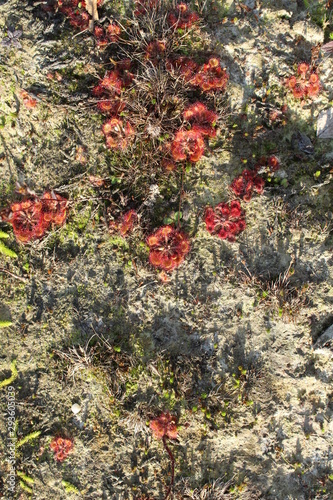 a wild sundew (Drosera)
