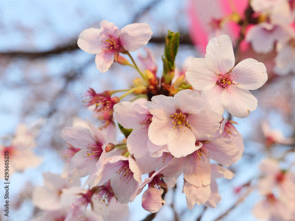 Yoshino cherry blossom petals