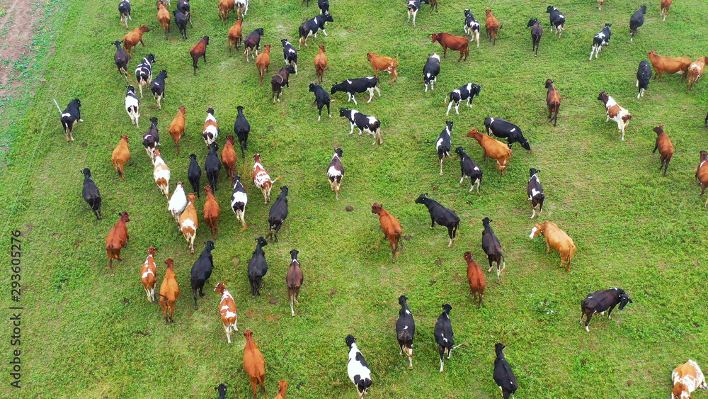 Foto de Aerial view of cows herd grazing on pasture field, top view ...