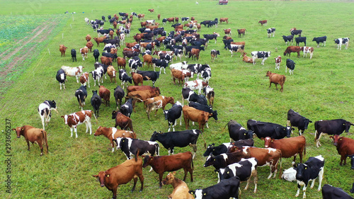 Aerial view of cows herd grazing on pasture field, top view drone pov , in grass field these cows are usually used for dairy production.