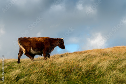Cow bracing against the wind high up on the moors in England