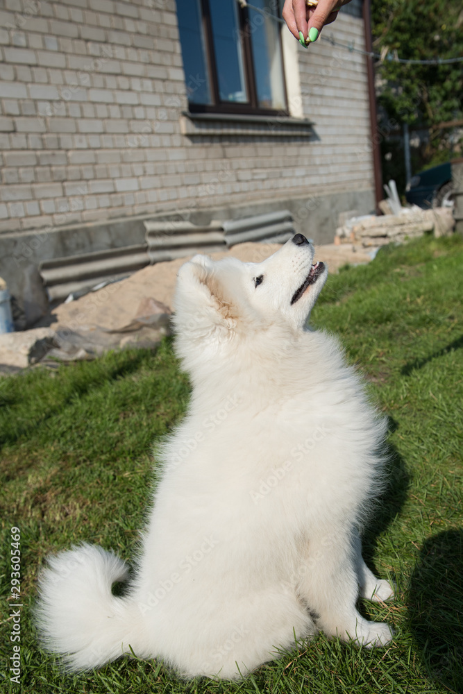 Happy Samoyed dog looking up at its owner Happy Samoyed dog looking up at its owner