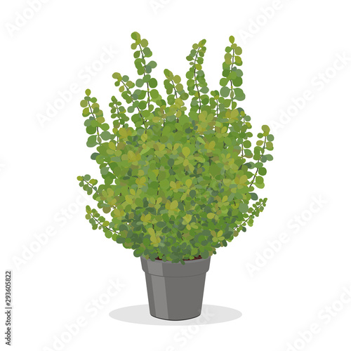 Bright green barberry bush growing in the pot.