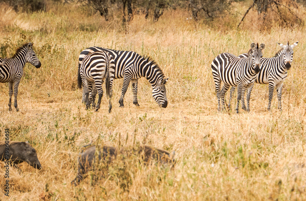 Cebra Tarangire National Park Africa Cebra Tarangire National Park Africa