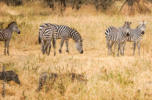 Cebra Tarangire National Park Africa