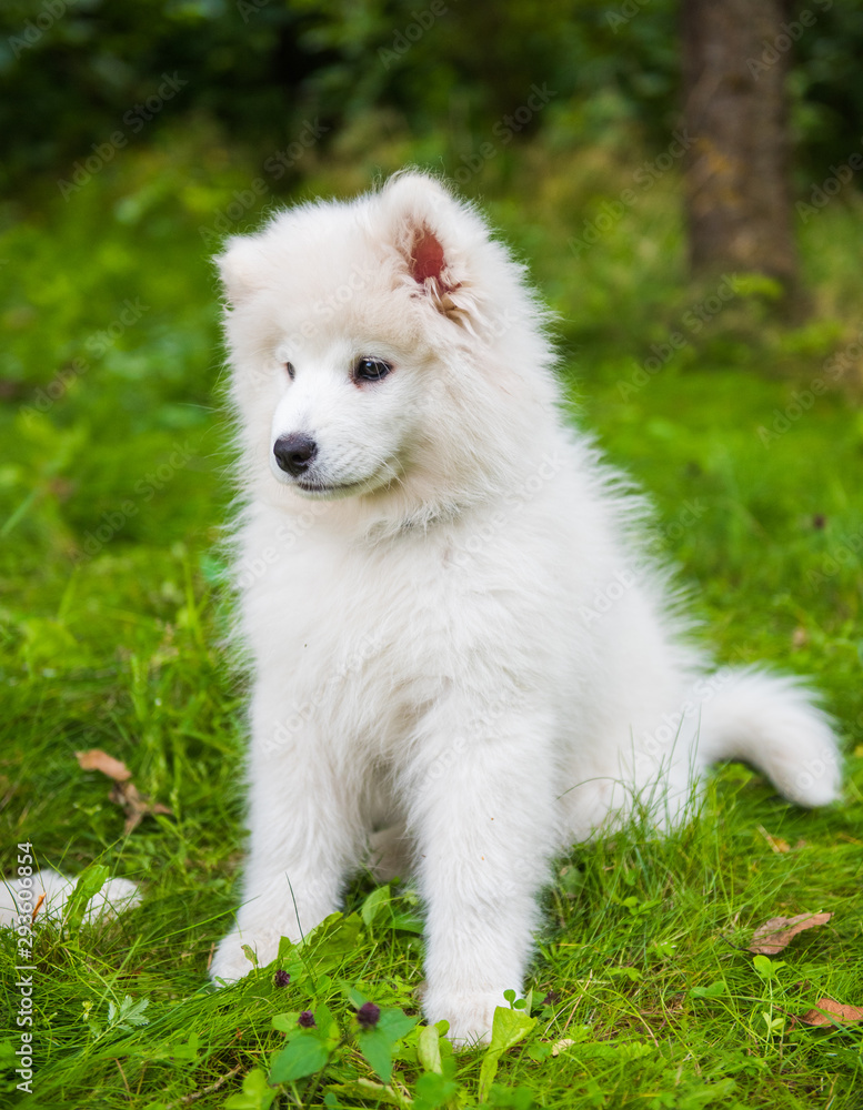 Fototapeta premium White Samoyed puppy dog is sitting on green grass