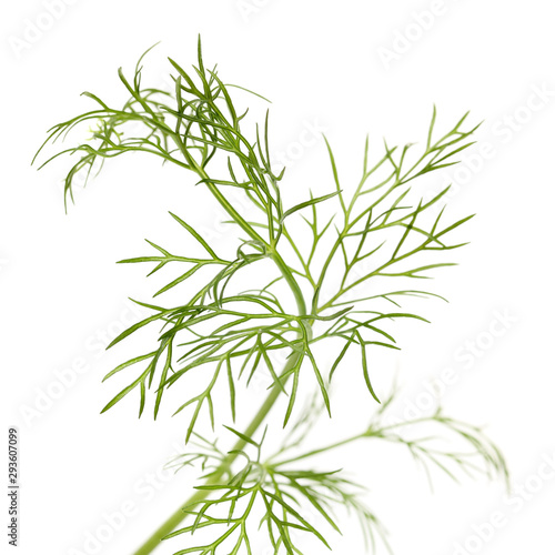 dill isolated on white background 