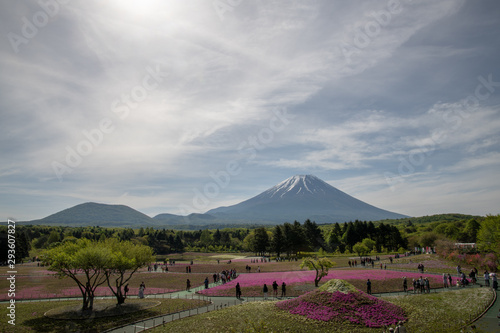 富士芝桜まつり