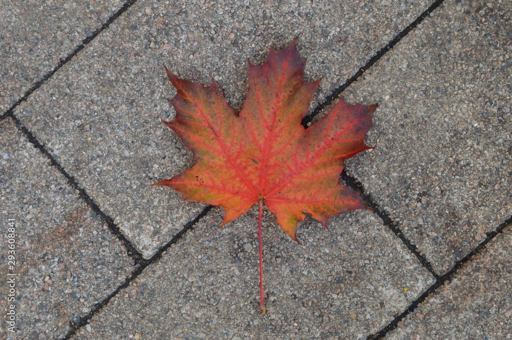 An autumn leaf on the brick gray walkway in Russia / Осенний листок на тротуарной плитке в России An autumn leaf on the brick gray walkway in Russia / Осенний листок на тротуарной плитке в России