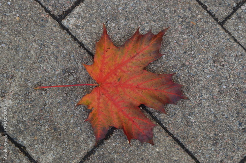 An autumn leaf on the brick gray walkway in Russia / Осенний листок на тротуарной плитке в России