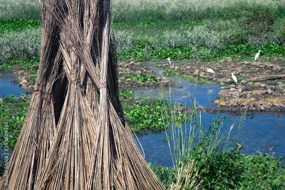 Cultivation of jute in India. environmentally friendly production. Stock Photo Adobe Stock