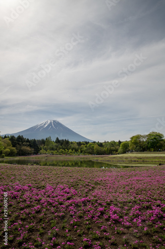 富士芝桜まつり