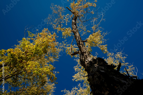 old maple tree against the sky in autumn