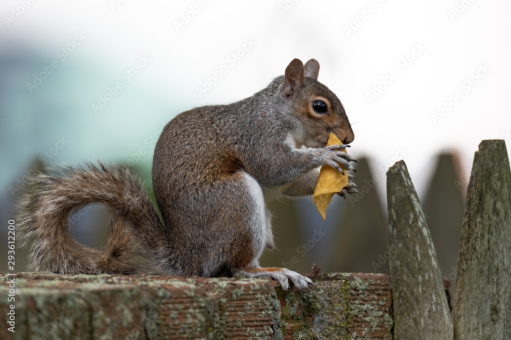 Obraz premium Eastern Gray Squirrel snacks on a corn chip.