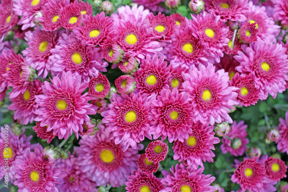 Chrysanthemum pattern. Chrysanthemum flowers. Floral pattern. Colored ornamental flowers from the daisy family. 