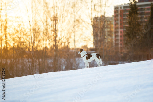 Cute Playful mongrel dog at walk in winter field © Alexandr