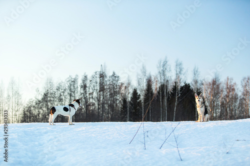 Two dogs at walk on snow a the winter field photo